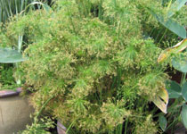 Cyperus haspan viviparus