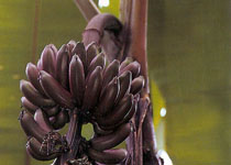 Musa 'Dwarf Red' 