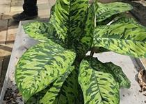 Homalomena wallisii 'Camouflage' 