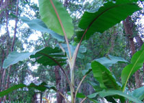 Musa 'Manzano' 