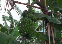 Musa 'Pisang Ceylon' 