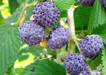 Rubus 'Mysore' 
