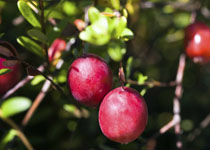 Vaccinium macrocarpon 'Stevens' 