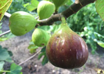 Ficus carica 'Texas Everbearing' 