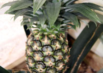 Ananas comosus 'Sugarloaf' 