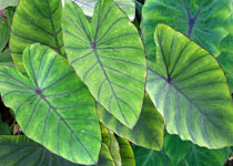 Colocasia esculenta 'Blue Hawaii' 