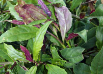 Gynura crepioides 'Okinawa Spinach' 