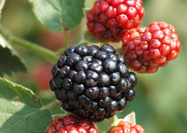 Rubus 'Osage' 