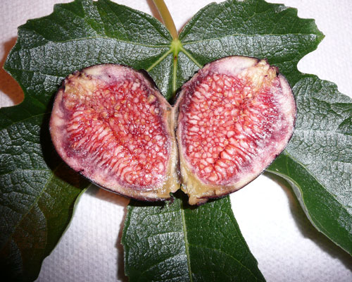 Ficus carica 'Violet De Bordeaux' 