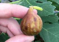 Ficus carica 'Little Ruby™' 