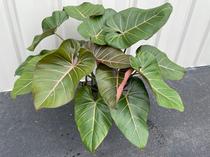 Philodendron 'Summer Glory' 