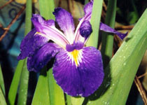Iris 'Louisiana Purple' 