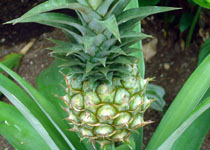Ananas comosus 'Elite Gold' 