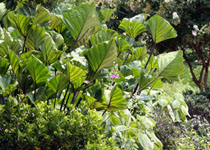 Colocasia esculenta 'Tea Cup' 