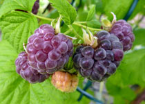 Rubus 'Glencoe' 