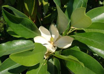 Magnolia virginiana 'Silver Mist' 