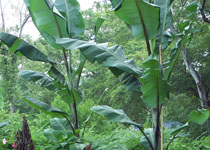Musa balbisiana 'Thai Black' 