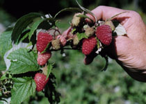 Rubus 'Caroline' 