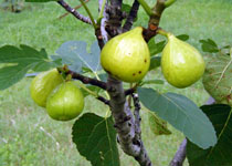 Ficus carica 'Ischia' 