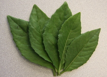 Gynura procumbens 'Longevity Spinach' 