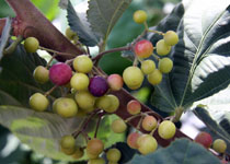 Grewia asiatica 'Sherbet Berry' 