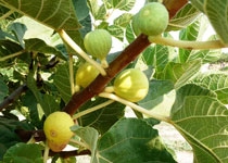 Ficus carica 'Kadota' 