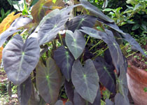 Colocasia antiquorum 'Black Beauty'  Colocasia antiquorum 'Black Beauty'