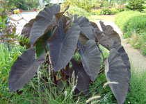 Colocasia esculenta 'Black Magic'  Colocasia esculenta 'Black Magic'