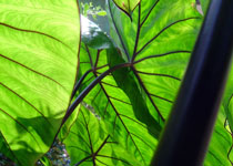 Colocasia esculenta 'Fontanesii'  Colocasia esculenta 'Fontanesii'