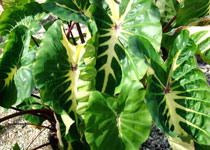 Colocasia esculenta 'White Lava'  Colocasia esculenta 'White Lava'