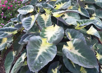 Colocasia esculenta 'Tropical Storm'  Colocasia esculenta 'Tropical Storm'