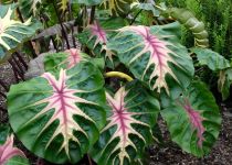Colocasia esculenta 'Waikiki'  Colocasia esculenta 'Waikiki'