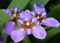Iris Neomarica caerulea 'Regina' 
