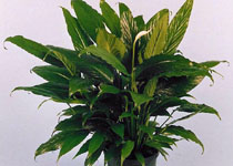 Spathiphyllum 'Viscount' 