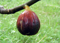 Ficus carica 'Magnolia' 