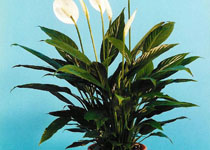 Spathiphyllum 'Vicki Lynn' 