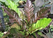 Anthurium 'Big Red Bird'  Anthurium 'Big Red Bird'