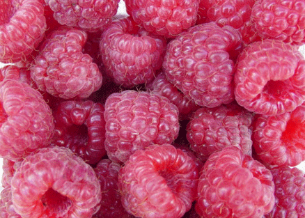 Rubus 'Nantahala' 