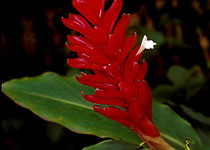 Alpinia purpurata 'Dwarf Red' 