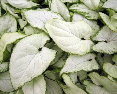 Syngonium 'Holly M' from AgriStarts