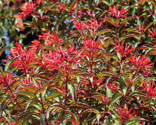 Hamelia patens 'Calusa' Firebush from AgriStarts