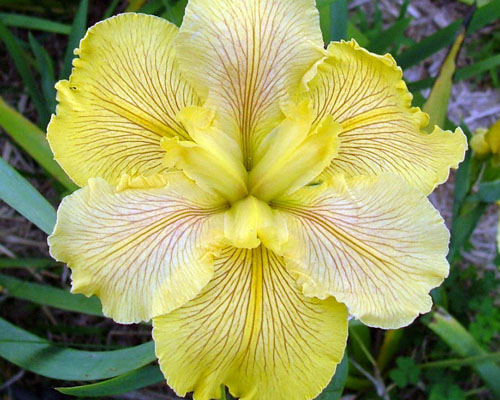 Iris 'Fortune Finder' Louisiana Iris from AgriStarts