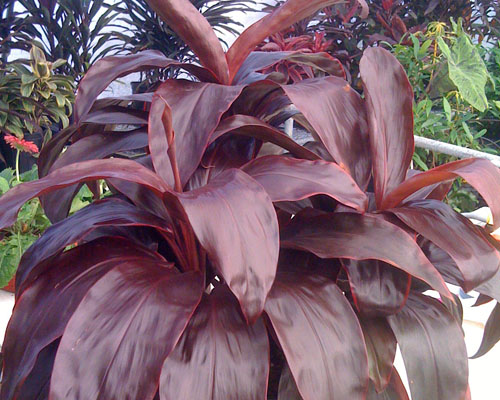 Cordyline terminalis 'Dr. Brown' Ti Plant from AgriStarts