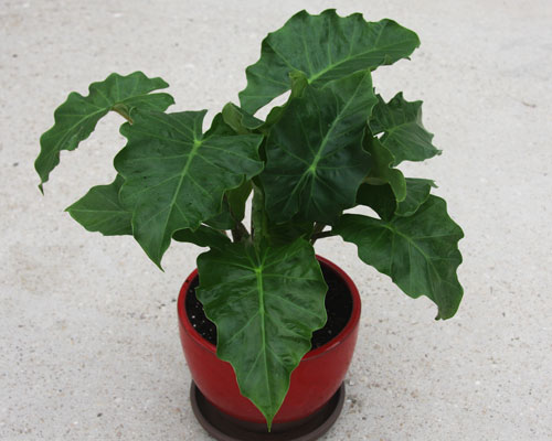 Alocasia Low Rider (var. 'ALOLOW') from AgriStarts