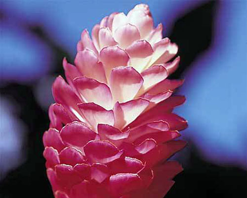 Alpinia purpurata 'Hot Pink' from AgriStarts