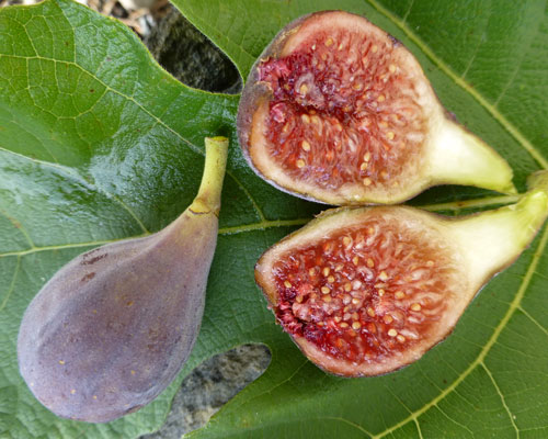 Ficus carica 'Celeste' Common Fig from AgriStarts