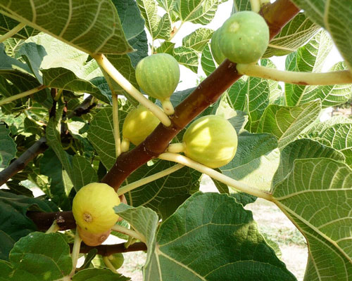 Ficus carica 'Kadota' Common Fig from AgriStarts