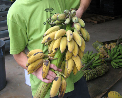Musa 'Ice Cream' Banana from AgriStarts