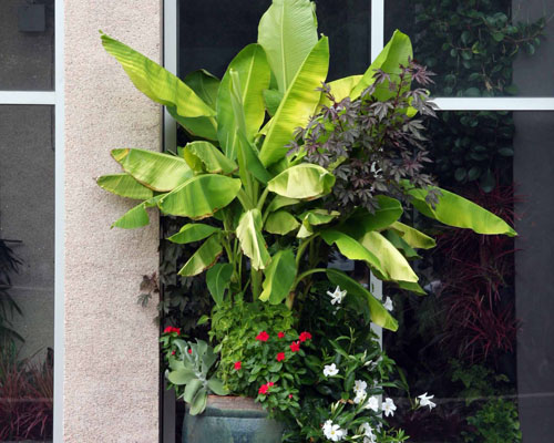 Musa 'Margarita' Banana from AgriStarts