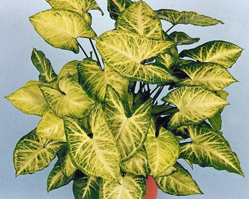 Syngonium 'White Butterfly' from AgriStarts